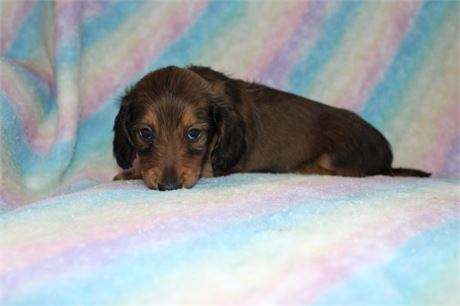 Mini Dachshund