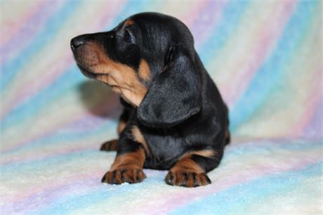 Mini Dachshund