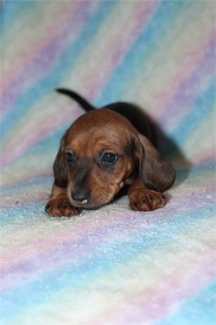 Mini Dachshund