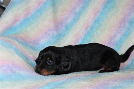 Mini Dachshund