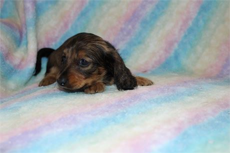 Mini Dachshund