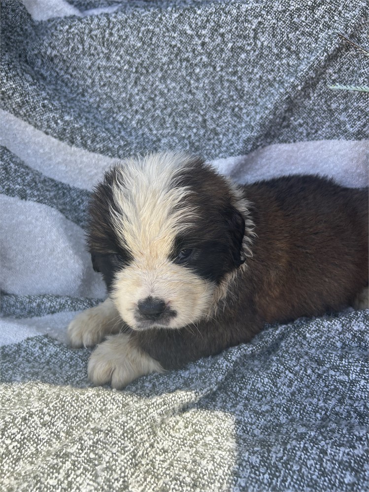 AKC Male