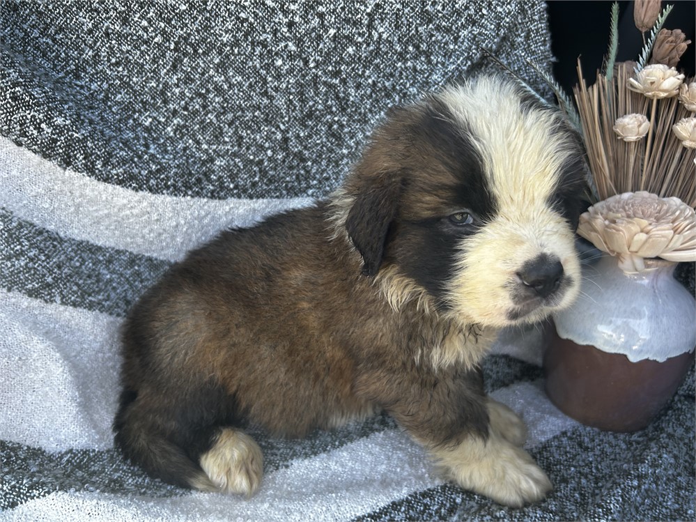 AKC Male