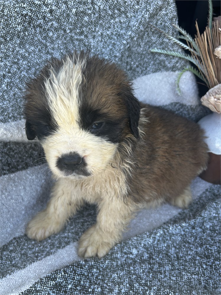 AKC Female