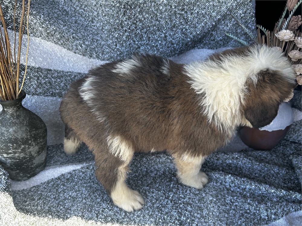 AKC Female