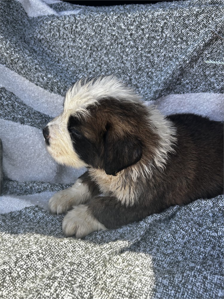 AKC Male
