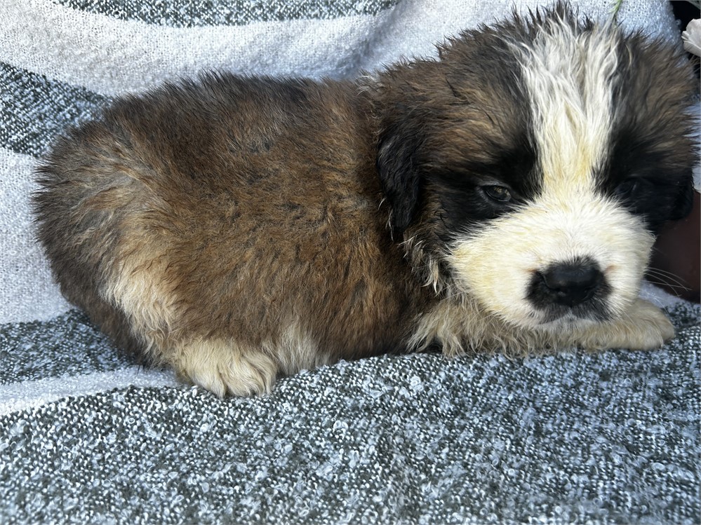 AKC Female