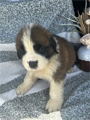 AKC Male