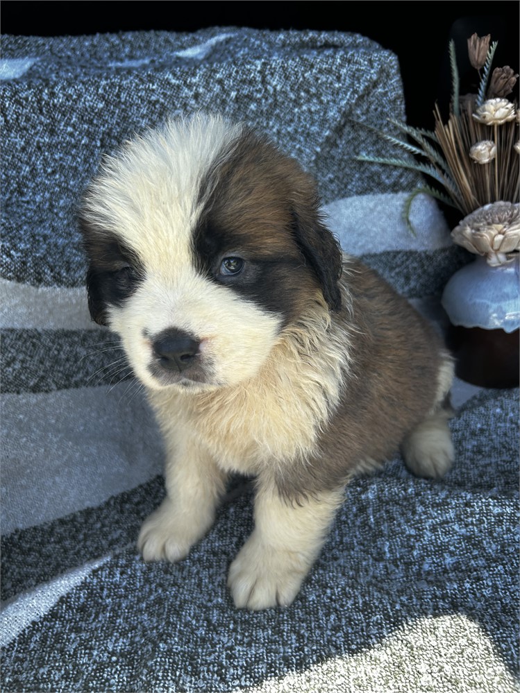 AKC Female