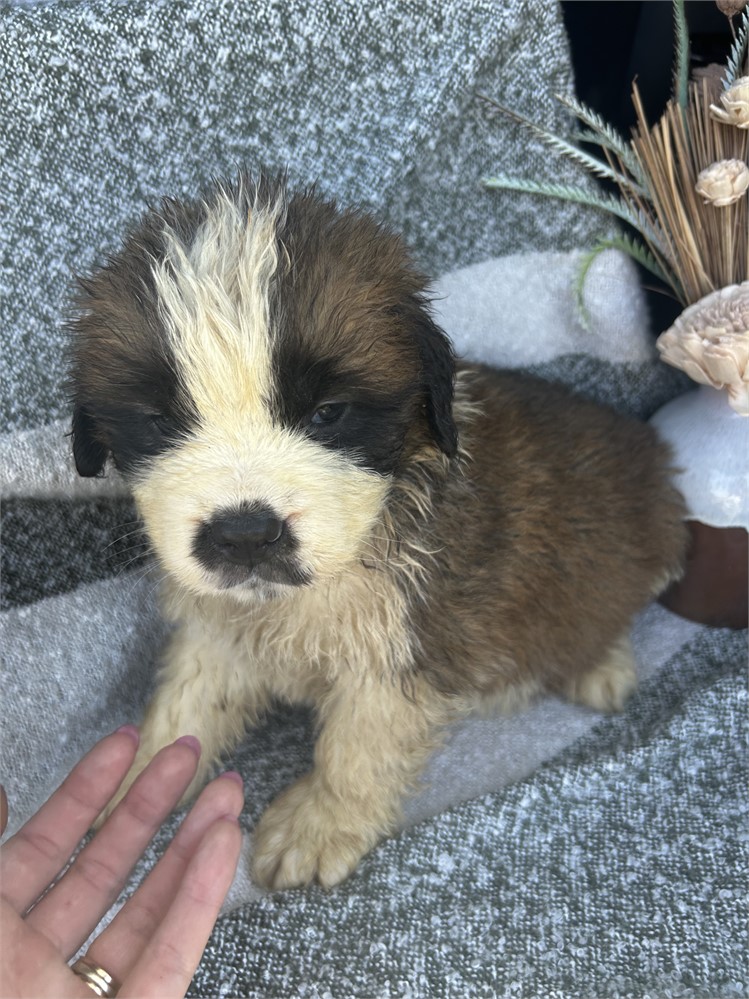 AKC Female