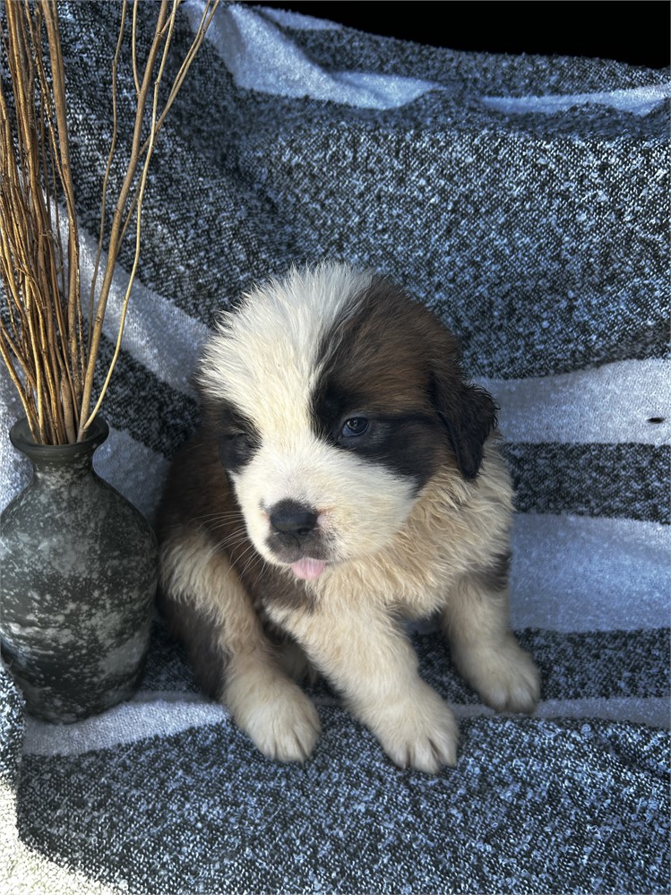 AKC Female