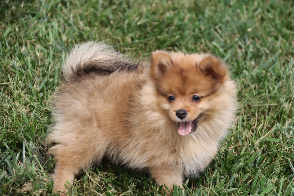 Female Pom