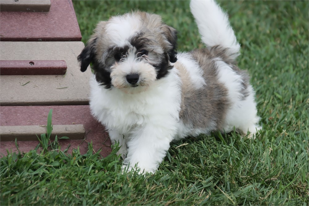 Male Coton