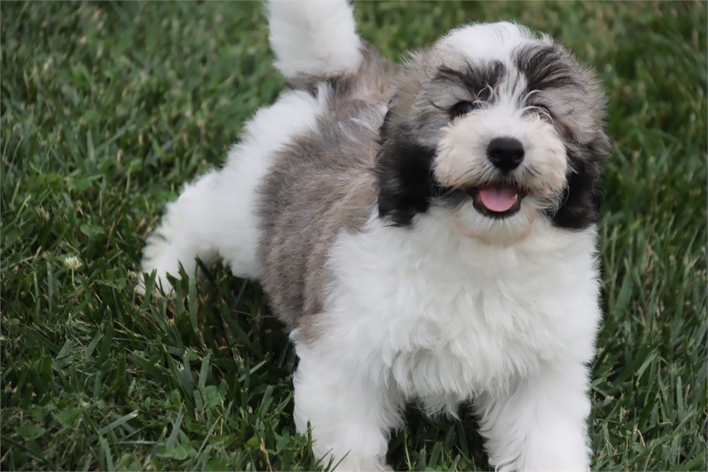 Male Coton