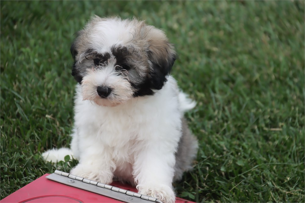 Male Coton