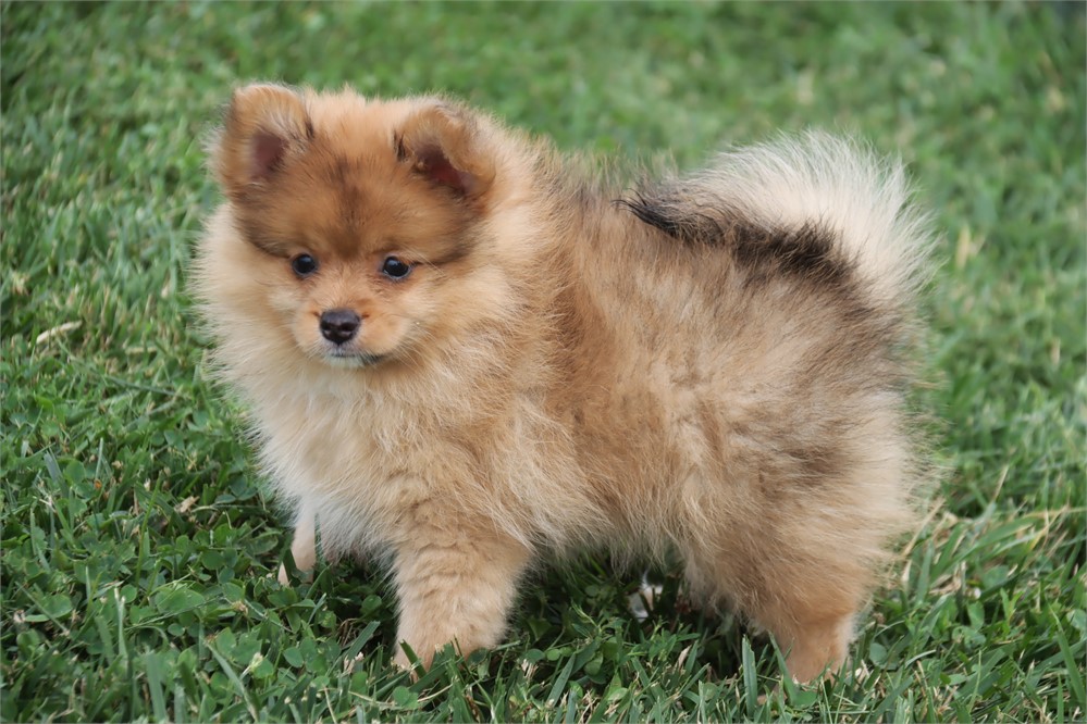 Female Pom