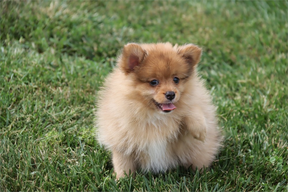 Female Pom