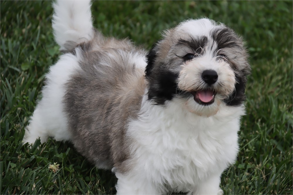 Male Coton