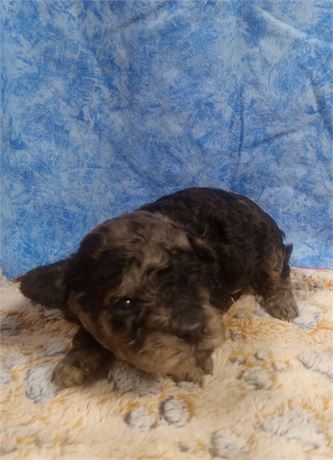 Clean State, USDA, CCC Light blue merle