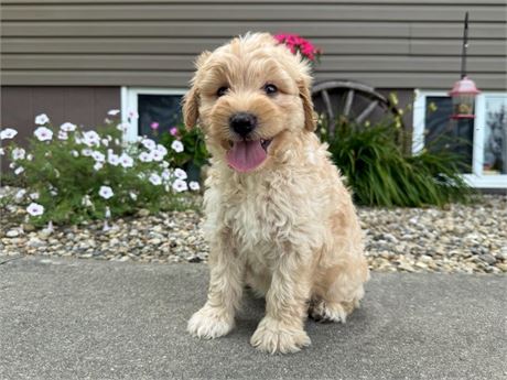 F1B Mini Goldendoodle - Male