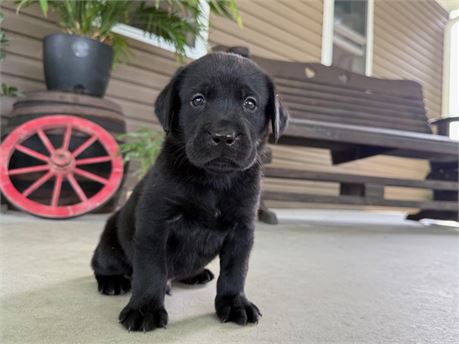 English Lab - Male