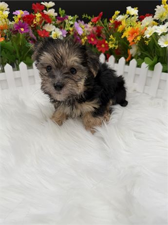 Ivory's Morkie Male 3