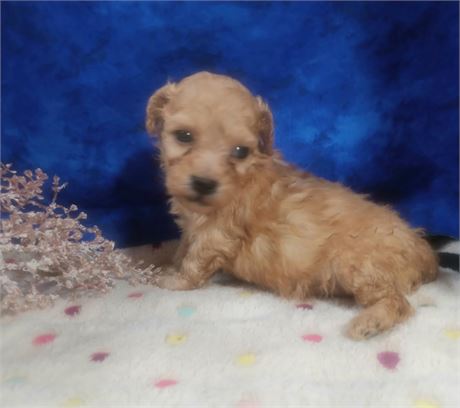Clean USDA, STATE, CCC Dark Blue Red Poodle