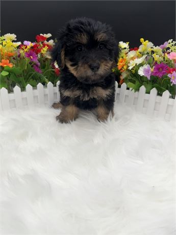 Penelope's Merle Yorkiepoo Male 1