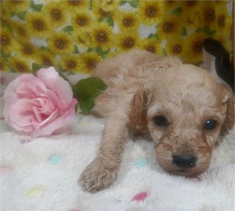 Clean USDA, STATE, CCC Sunflower Red Poodle