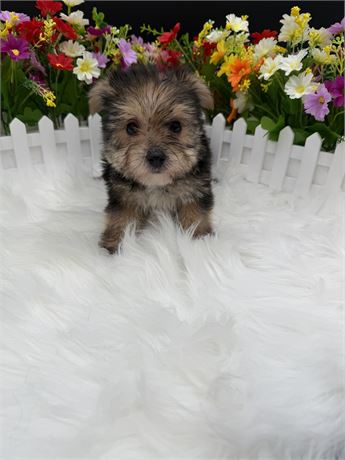 Ivory's Morkie Male 2