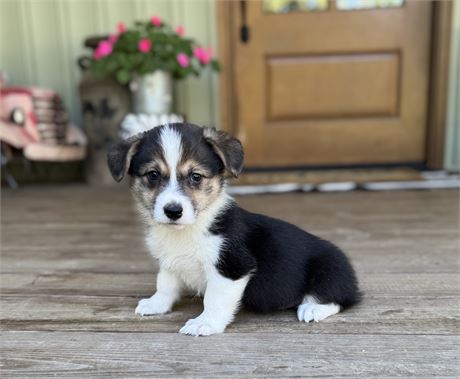 Cute Pembroke Male