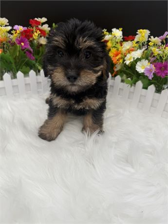 Penelope Merle Yorkiepoo Female 1