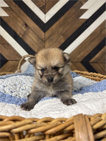 USDA Pomeranian Male