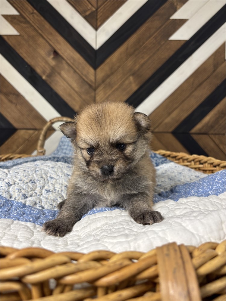 USDA Pomeranian Male