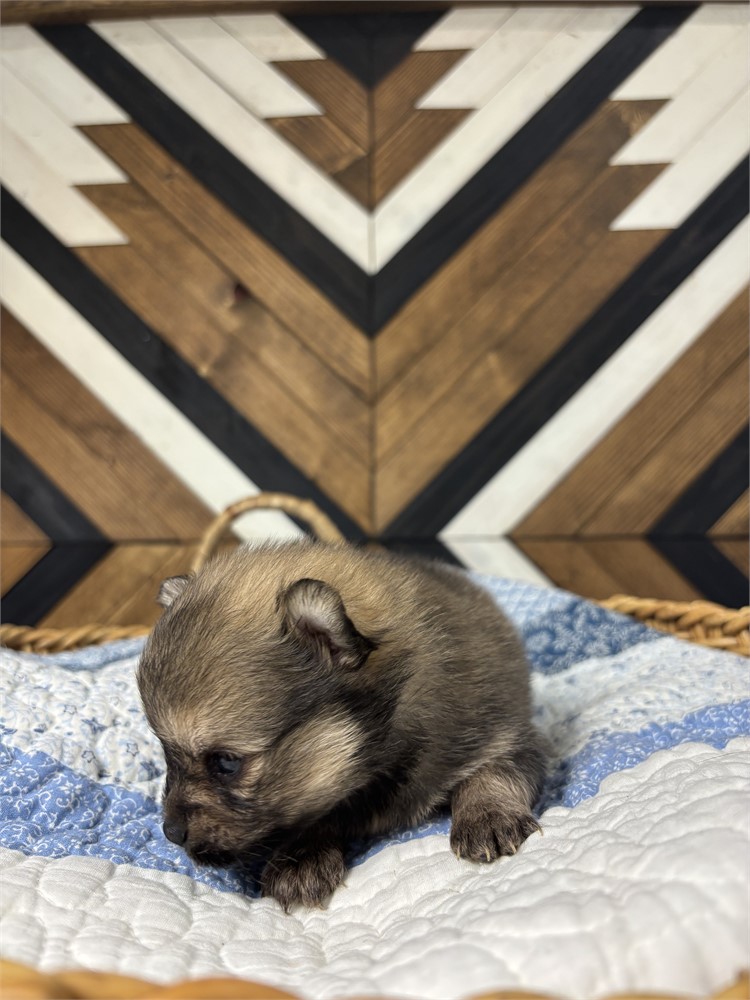 USDA Pomeranian Male