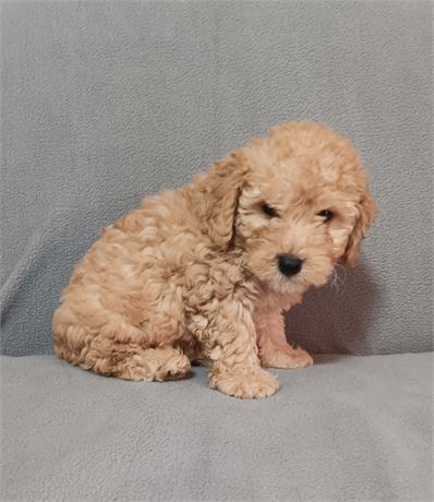 Beautiful light apricot male toy poodle
