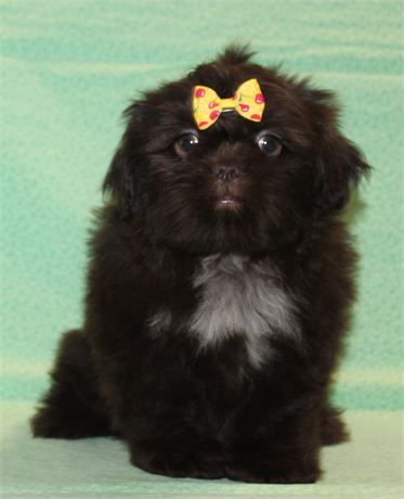 Loveable Shih Tzu Female