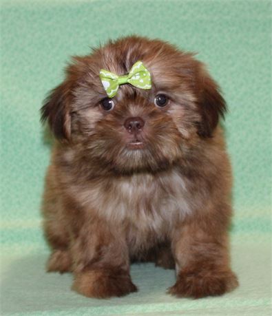 Precious Shih Tzu Female