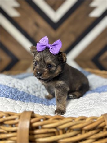 USDA Pomeranian Female