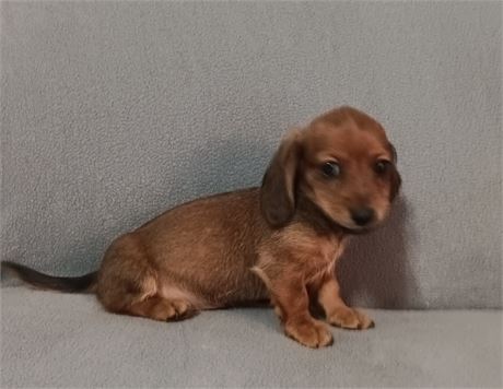 Gorgeous  wild boar miniature  Dachshund male