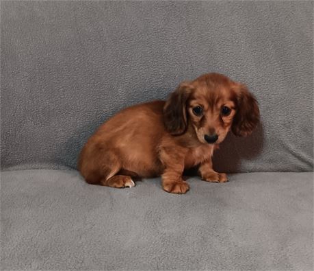 Gorgeous  red long hair miniature  Dachshund female