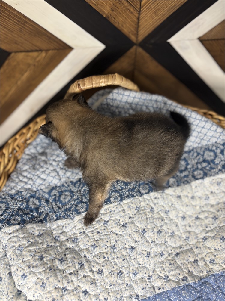 USDA Pomeranian Male