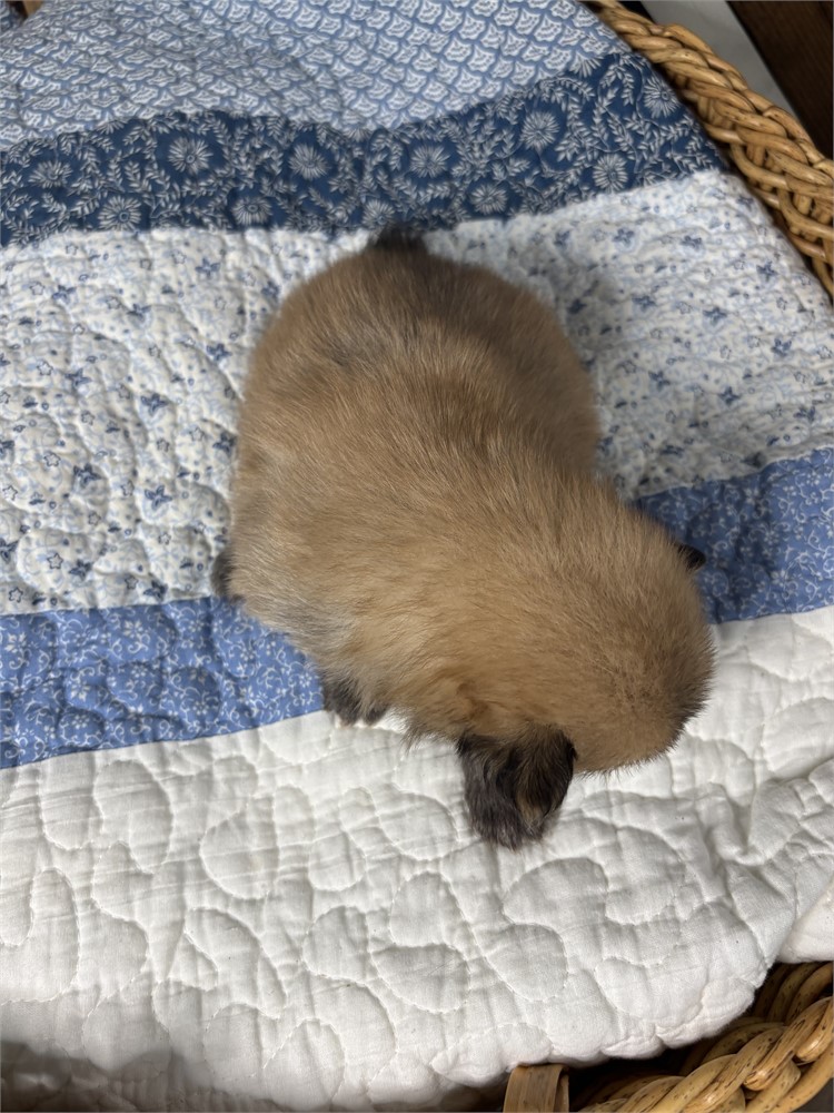 USDA Pomeranian Male