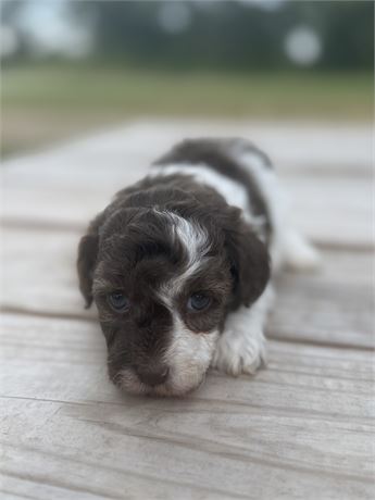 F1b Chocolate & White Female Cavapoo