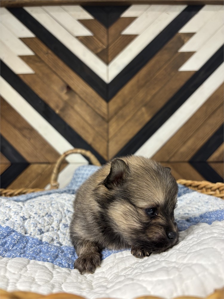 USDA Pomeranian Male