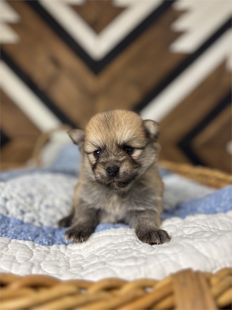 USDA Pomeranian Male