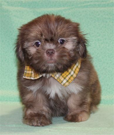 Playful Shih Tzu Male