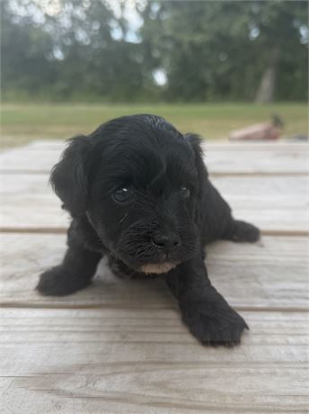 F1b Black Female Cavapoo