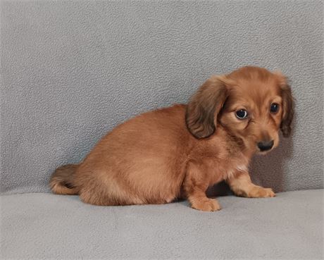 Gorgeous  red long hair miniature  Dachshund female