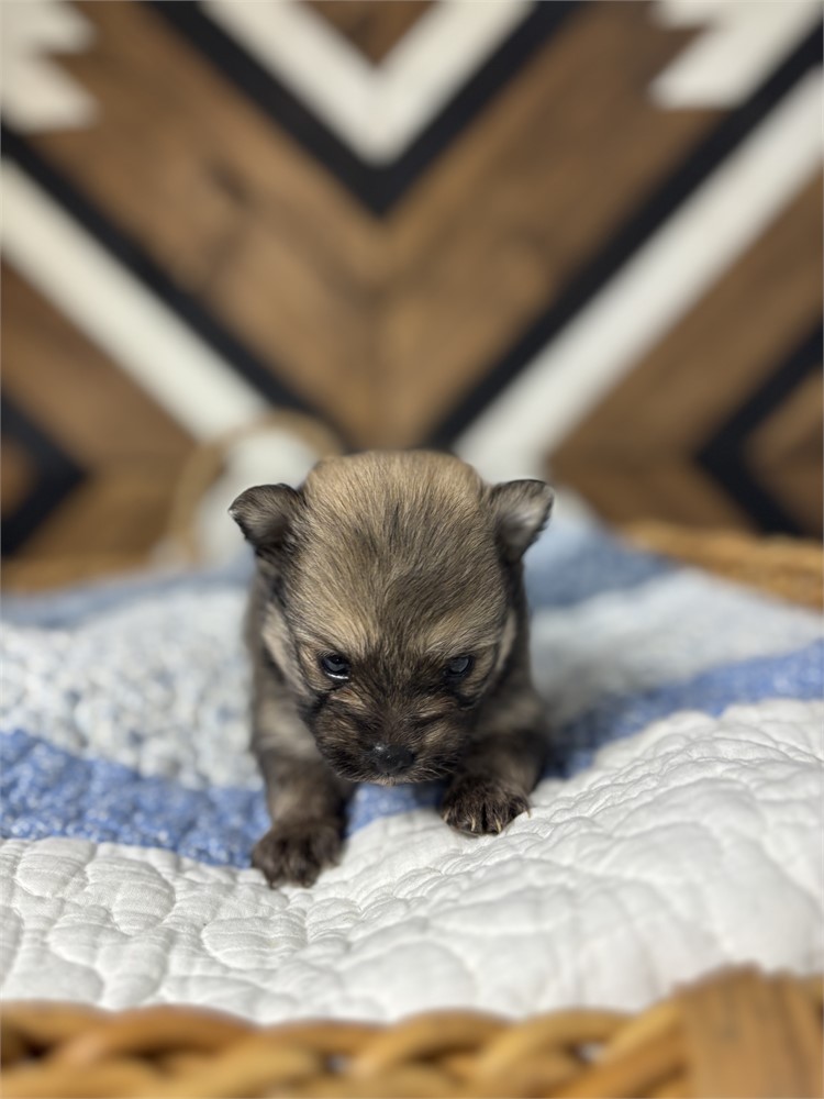 USDA Pomeranian Male
